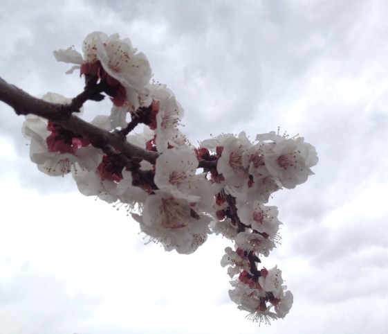 Resurrection image: (c) Lily Whitehawk